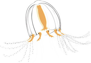 エダアシクラゲ