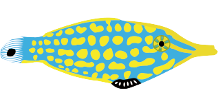 テングカワハギ