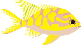 マダラハナダイ